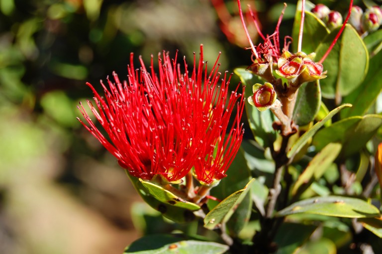 9 Tips for Visiting Kōkeʻe State Park on Kauaʻi - Hawaii Magazine