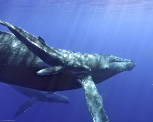 Our Tips for Whale-Watching in Hawaiʻi - Hawaii Magazine