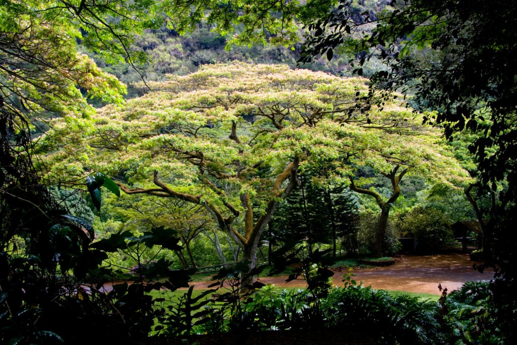 Waimea Valley Tree