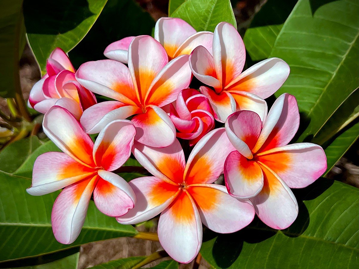 See Some of the Rarest Plumeria in the World on this North Shore Farm ...