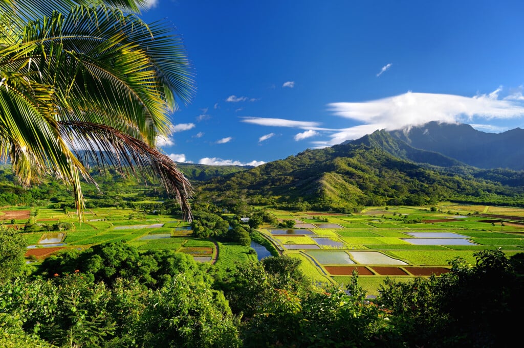 Taro Fields In Beautiful Hanalei Valley