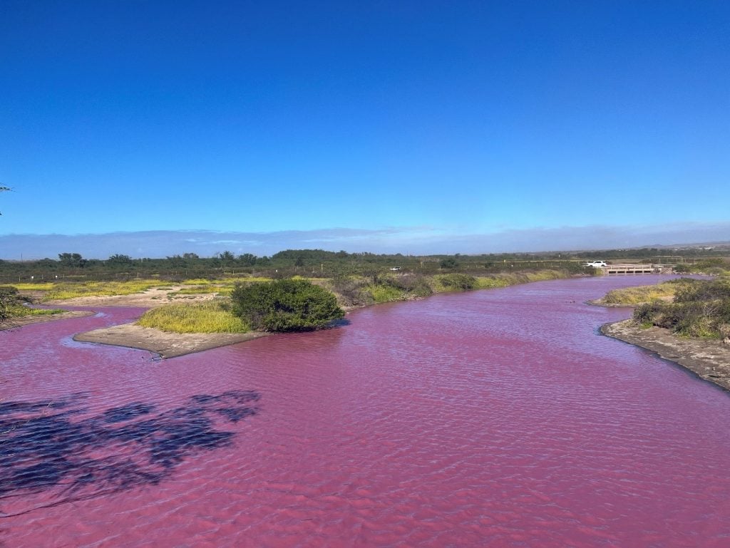 kealia pond pink algae image-5-1024x769