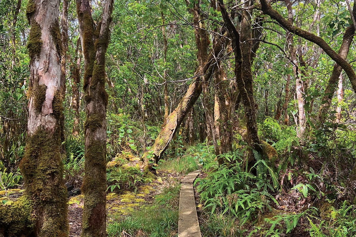 3 Great Hikes at Kōkeʻe State Park on Kauaʻi - Hawaii Magazine