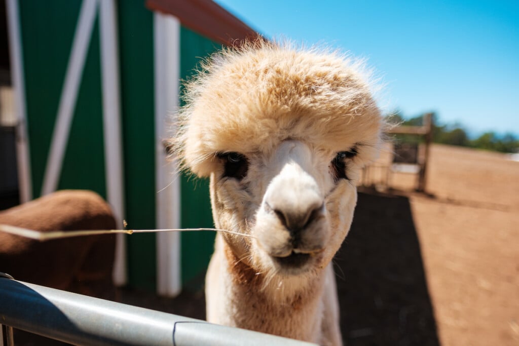 20240612 Maui Farms Him2401 Ay Maui Maui Alpaca 10