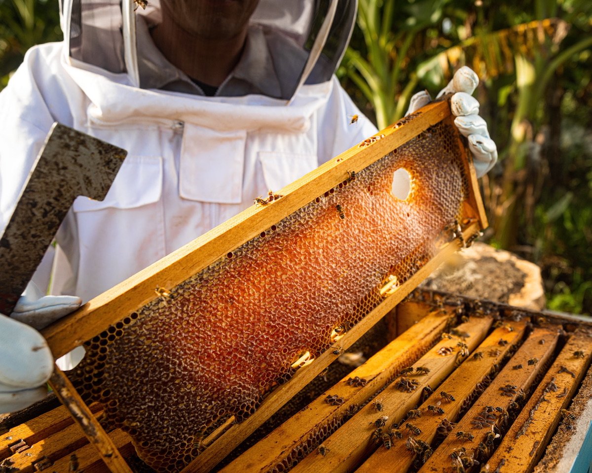 We Visited a Honey Farm on Oʻahu's North Shore – Hawaii Magazine