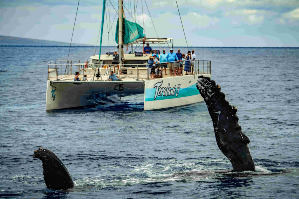 Whale Watching Teralani Hawaii Magazine