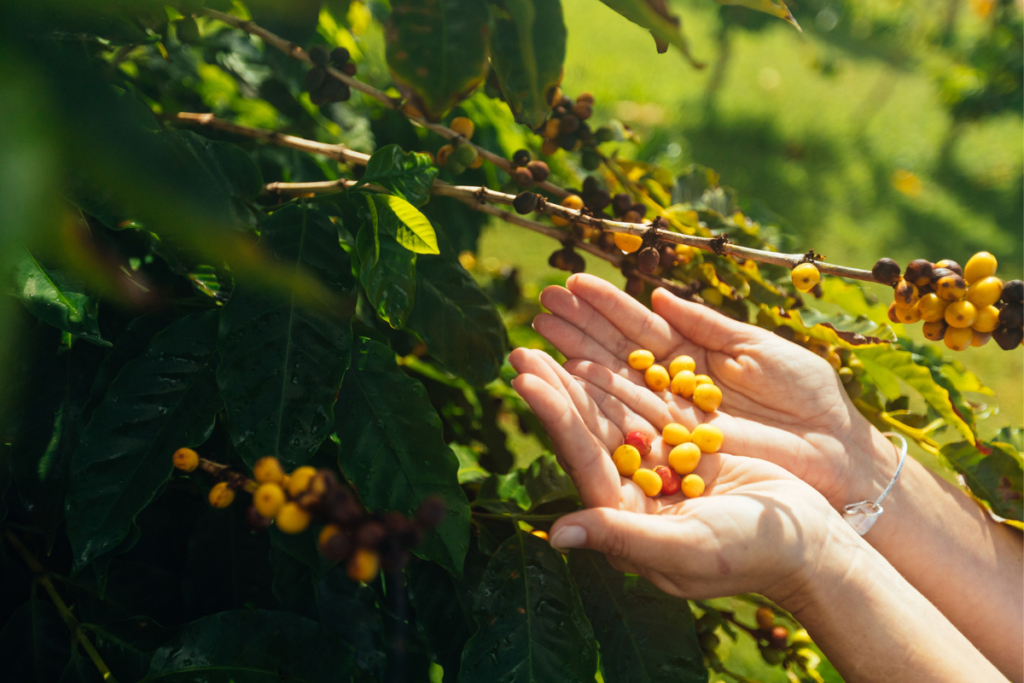 Best Coffee Growers In Hawaii Hta