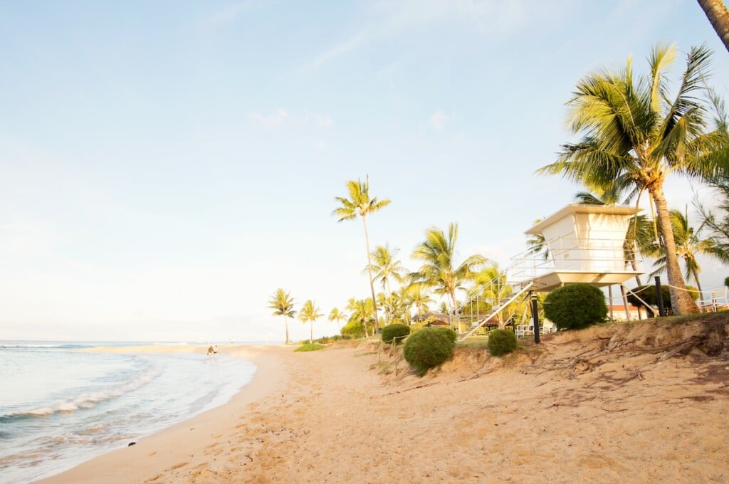 Beach Palm Trees