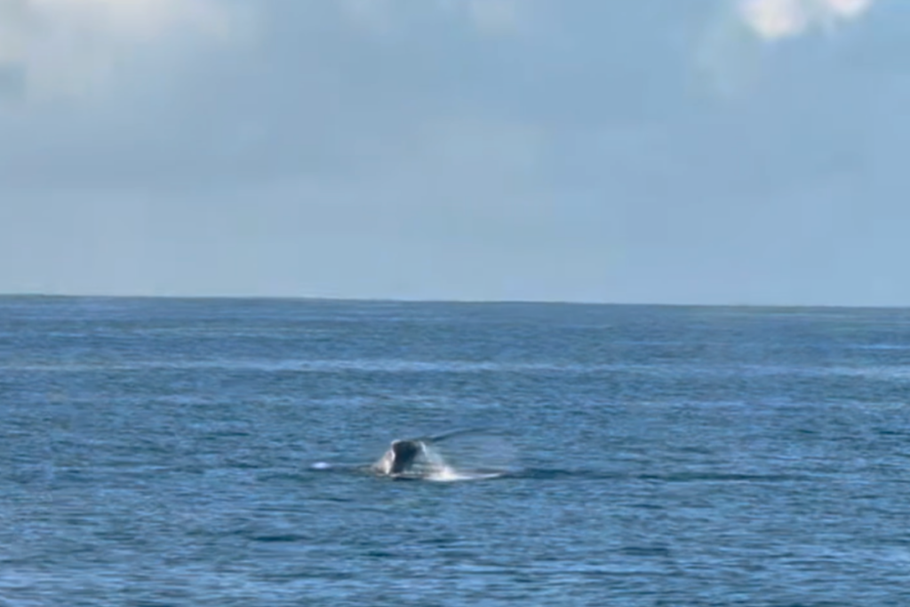 Firsthumpbackwhale2025 2026
