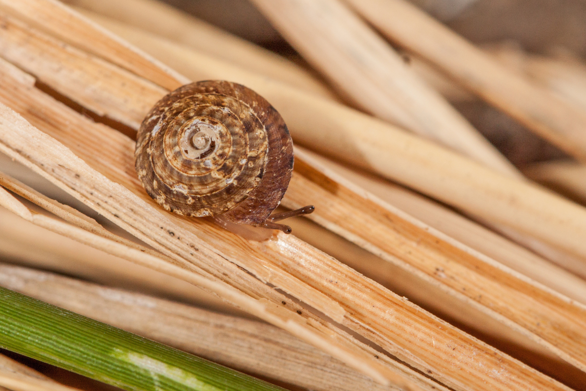 Bishop Museum Welcomes Last Known Survivor of Rare Hawaiian Snail Genus – Hawaii Magazine