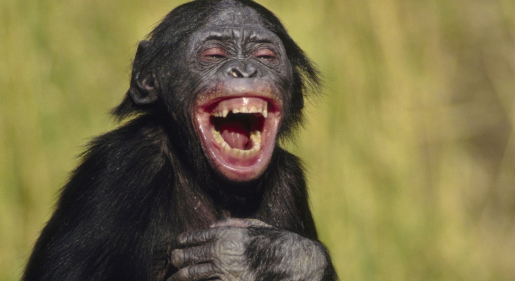 Laughing Bonobo Crop