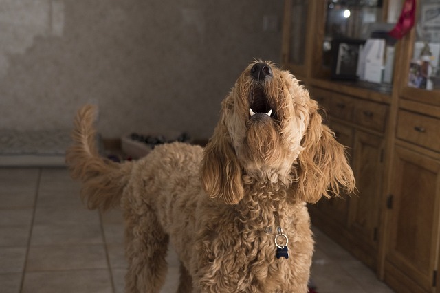 Doodle Barking G0abf5a98d 640