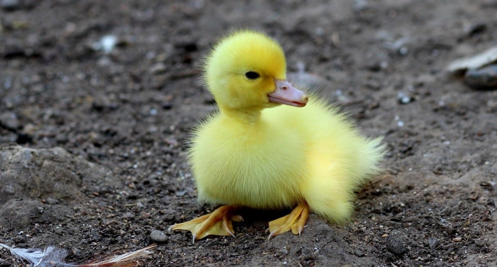 Small, Cute, Yellow, Duckling