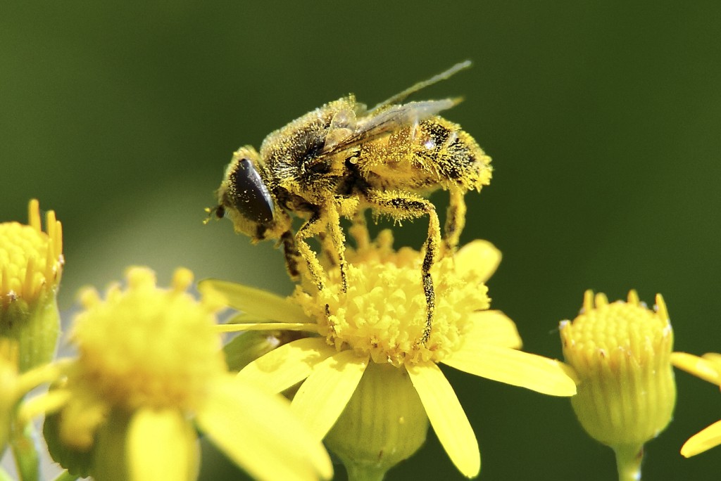 Macro Bee Pollen