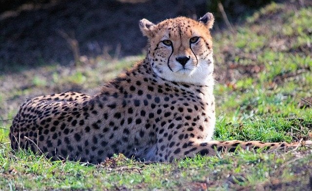 Cheetah G98db42ef9 640