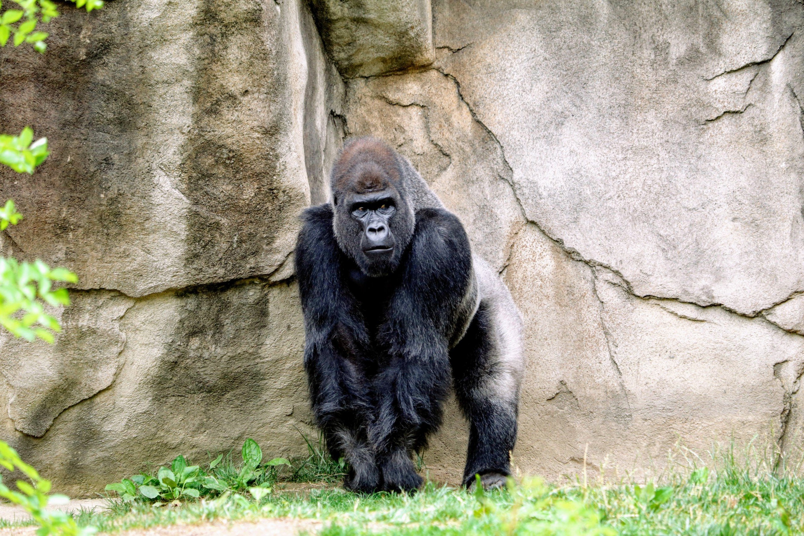 WATCH: Stray Dog Has A Close Encounter with Some Gorillas - Hits 96 ...