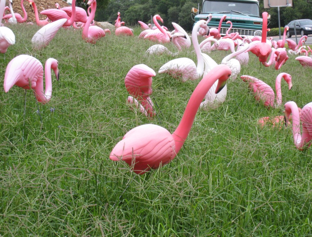 At The Junction Of Bee Caves Road And Capital Of Texas Highway Is This Flock Of Plastic Pink Flamingos At A Local Nursery In Austin 2458613657