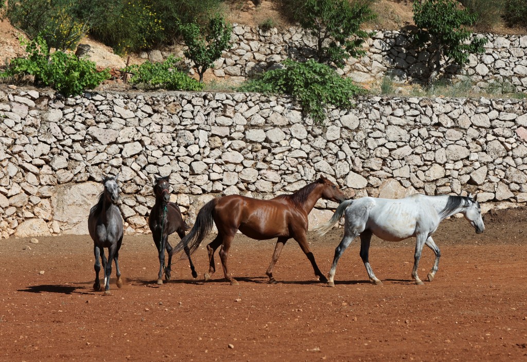 Horses Walk Together At A Horse Farm In Zahle