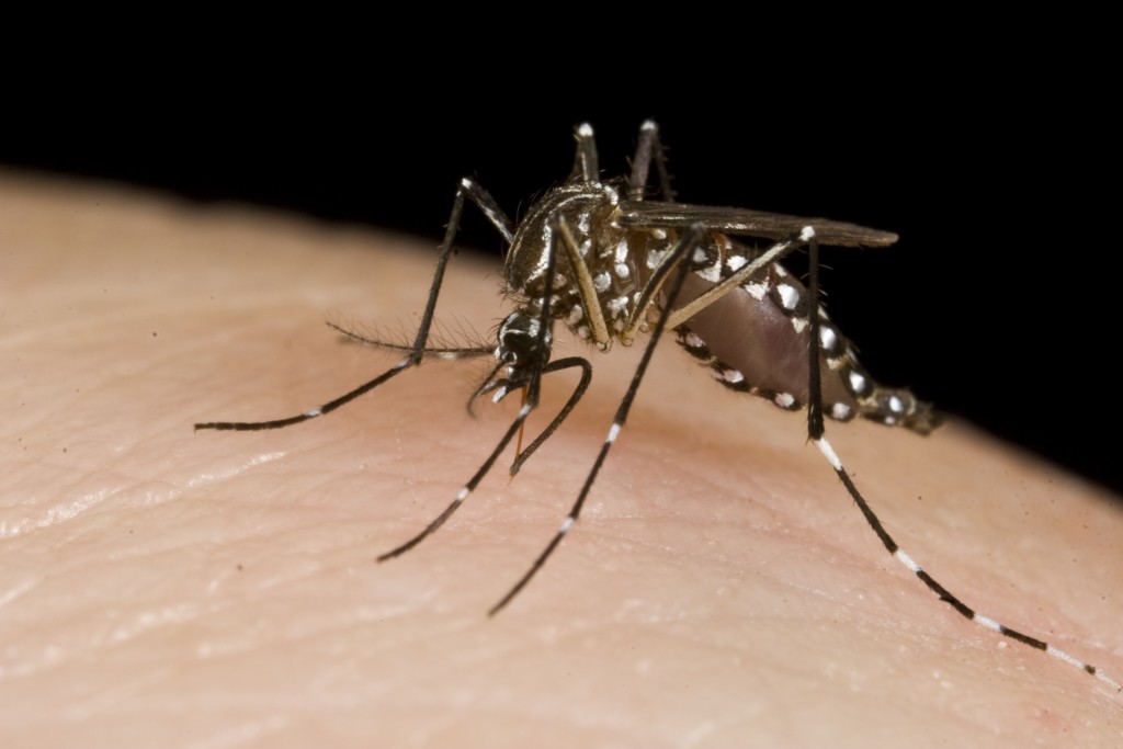 Mosquitoes 10703811283