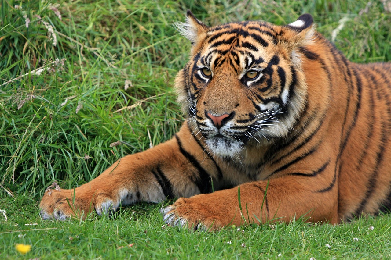 Rare Twin Tiger Cubs Born in UK Zoo - Hits 96 | WDOD-FM