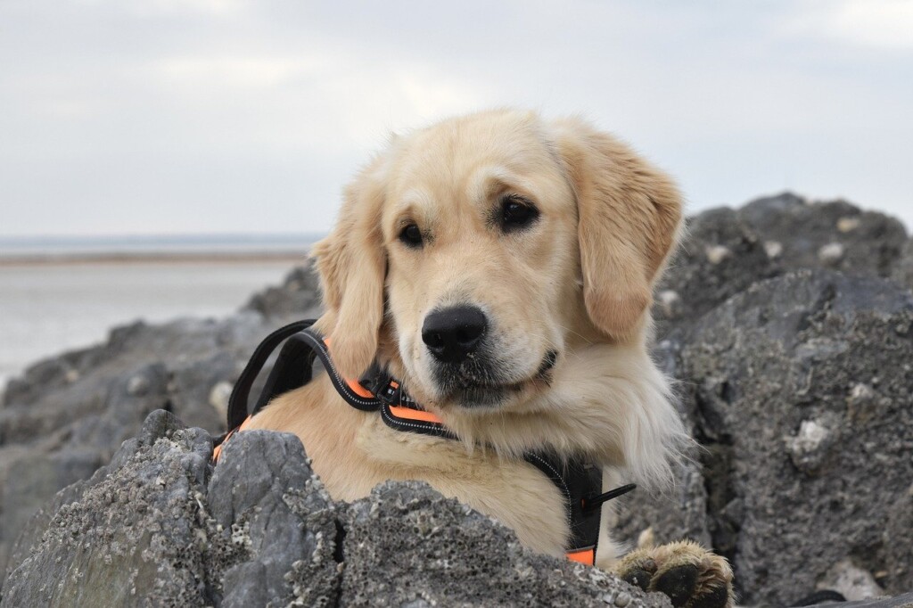 Golden Retriever 7575400 1280