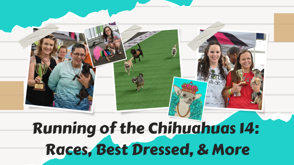 Running Of The Chihuahuas 14 Best Dressed Races More 1