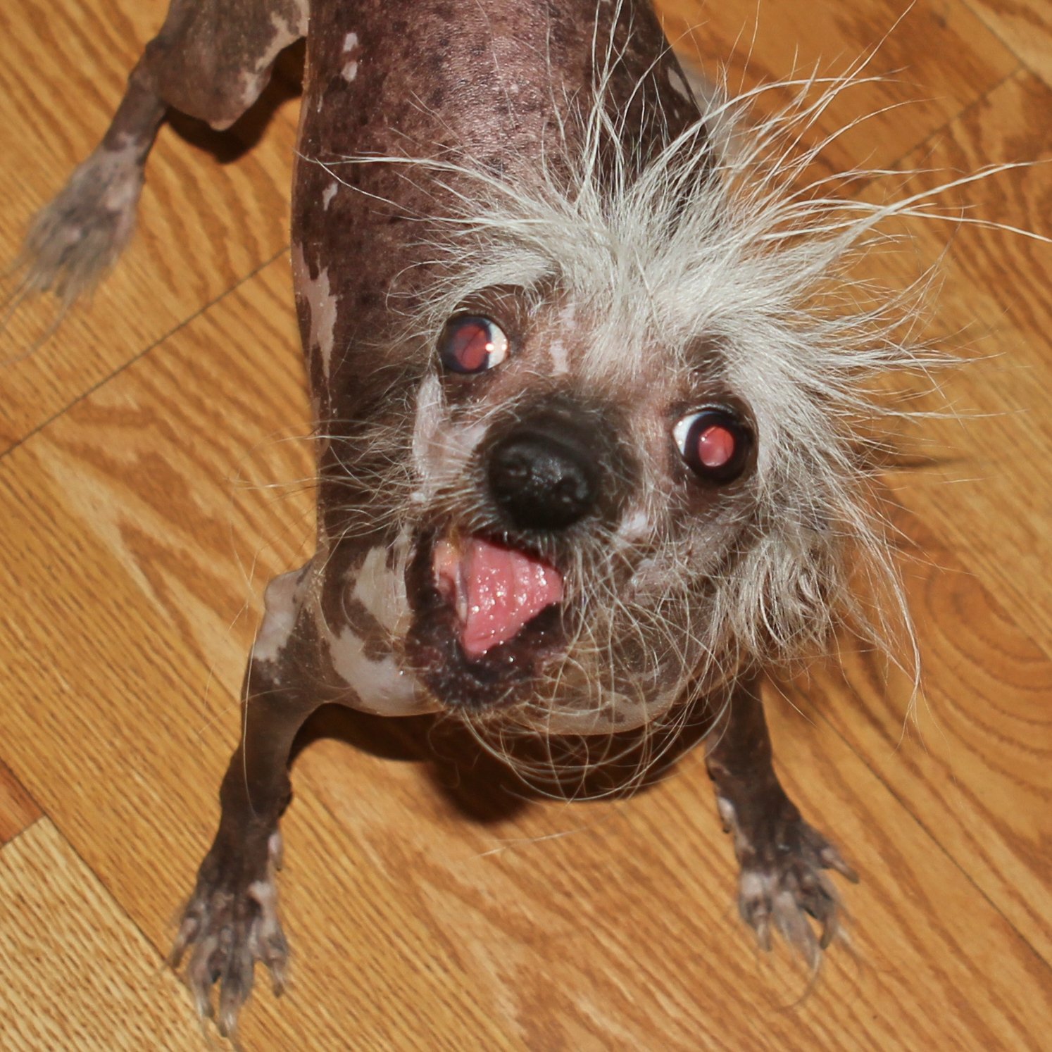 in-the-know-with-gino-scooter-is-the-2023-world-s-ugliest-dog-hits