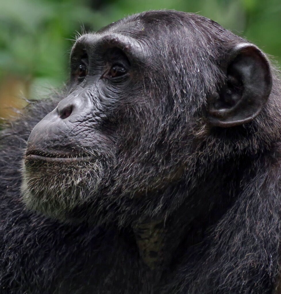 Chimp Sees Sun For The First Time - Hits 96 | WDOD-FM