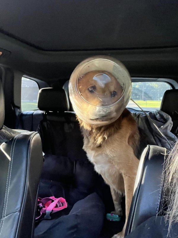 Dog Dubbed Cheeto After Rescue From Plastic Cheese Ball Container