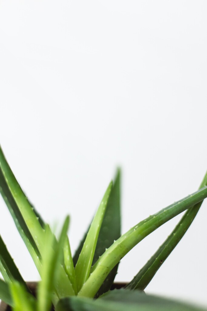 Kari Shea Ywzmoqgg0yc Unsplash