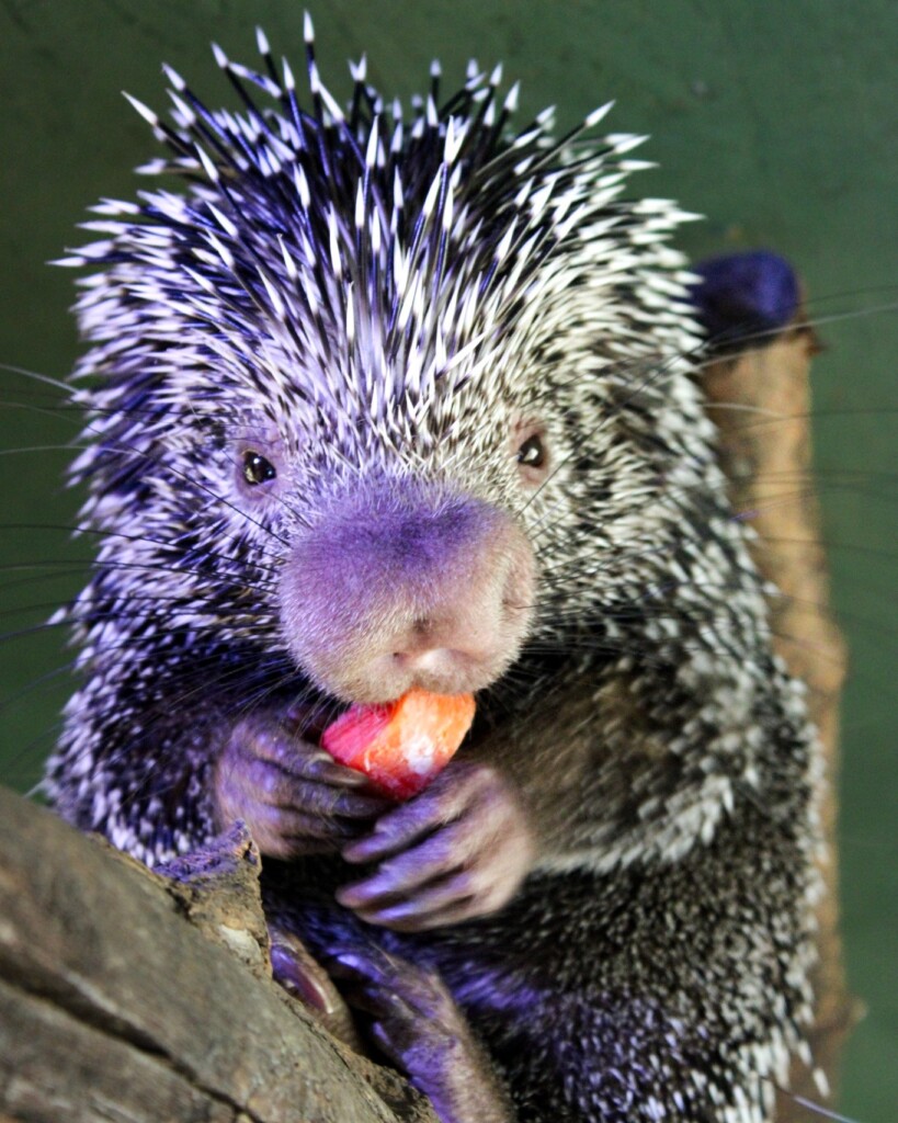 Prickles