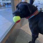 Onyx 2