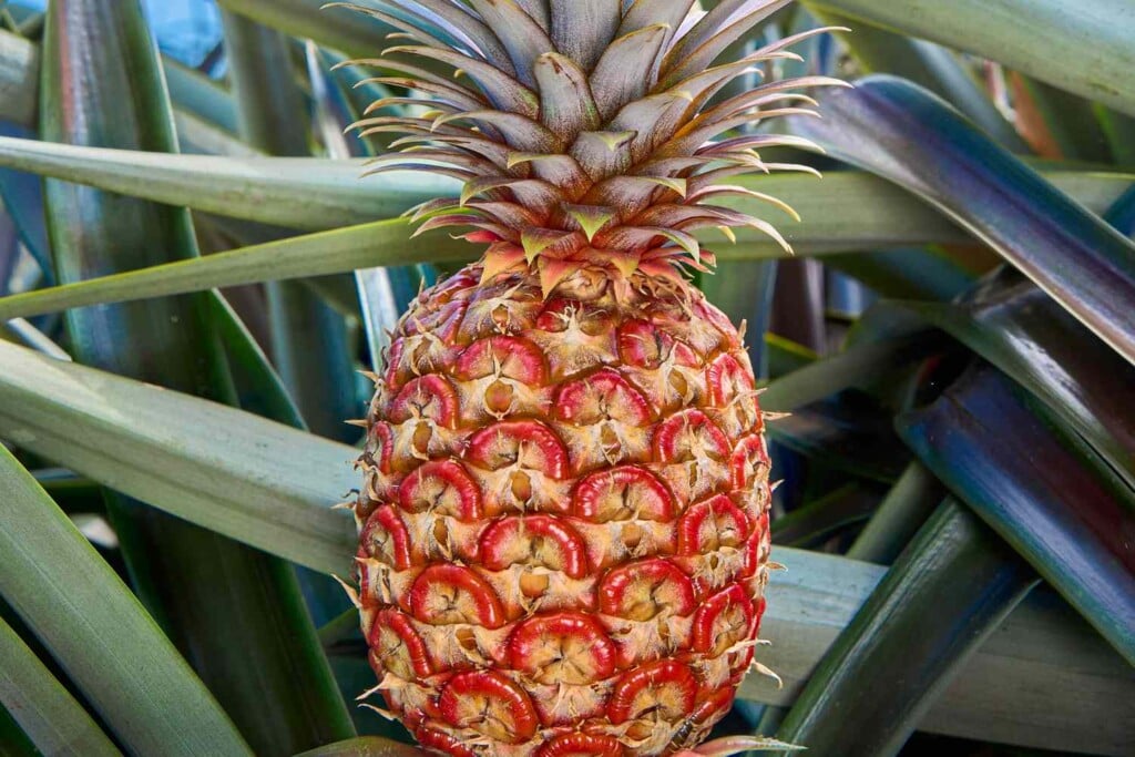 Del Monte Rubyglow Pineapple Ft Blog0524 02 D3c6e3e35a38432f8fb0f2b8ea0c6c03
