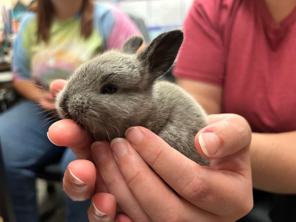 Bunny
