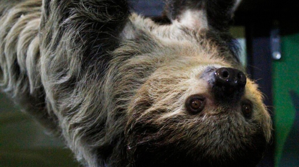 Sloth