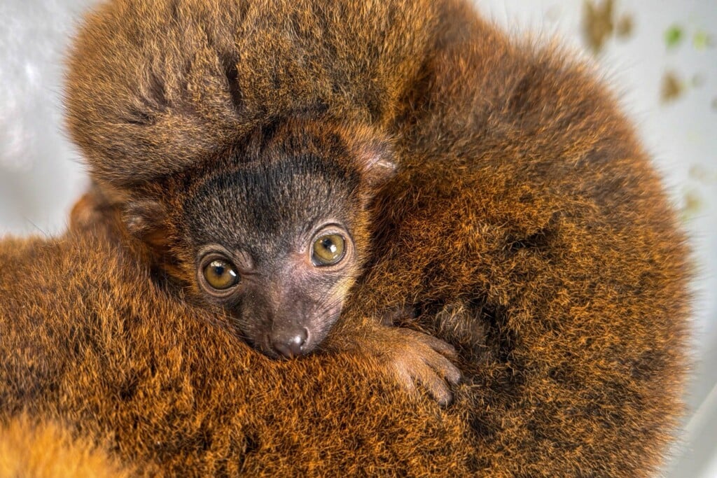 Tn Aquarium Collared Lemur Birth 1