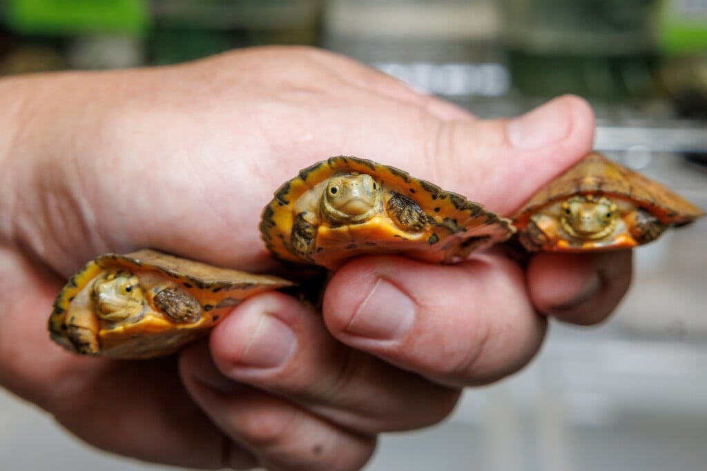 Four Eyed Turtle Hatchlings