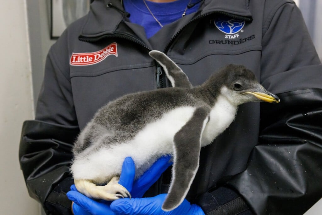 Penguin Chick 19 Days Old