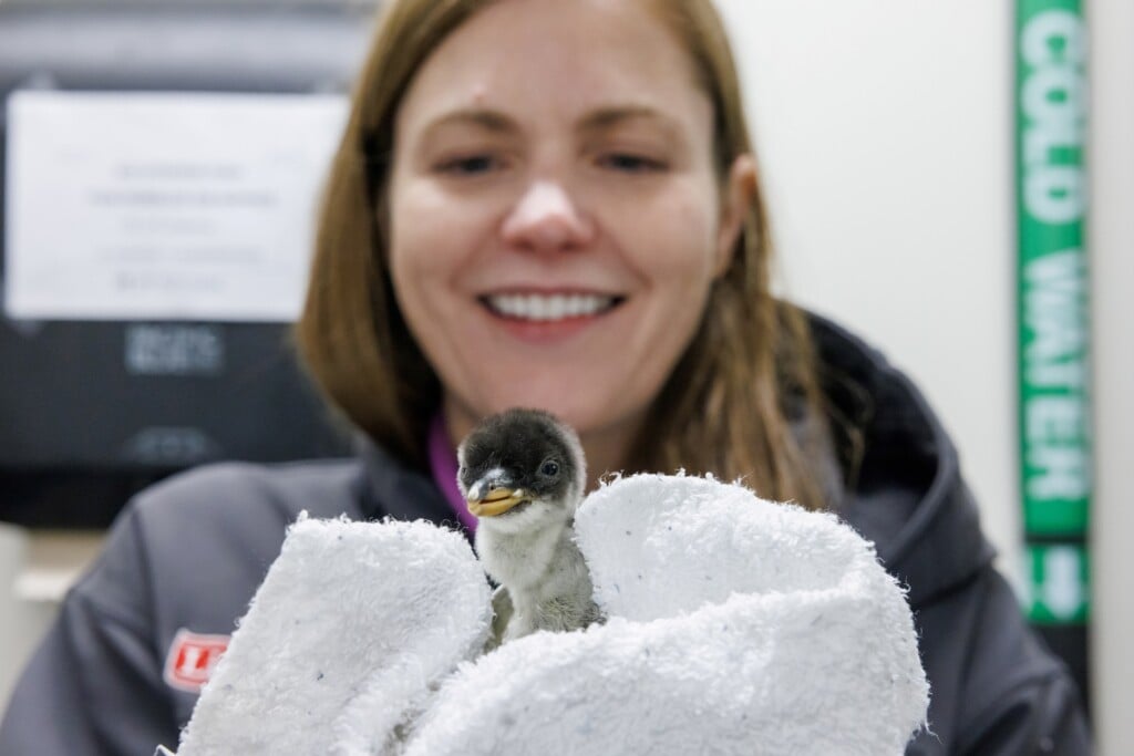 Tn Aquarium Gentoo Penguin Chick With Dr Leah Owens