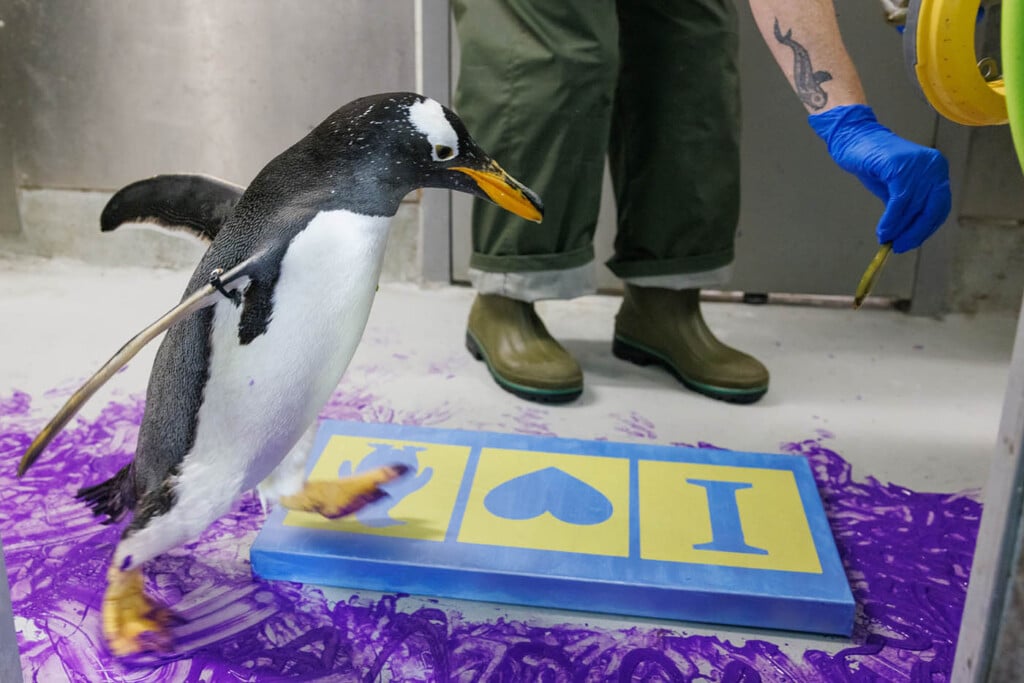 Artist Andrea Nelson Paints With Animals At The Tennessee Aquarium.