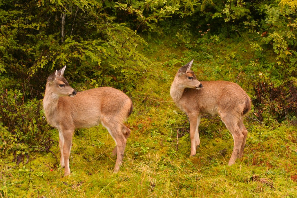 deer (Source: Storyblocks)