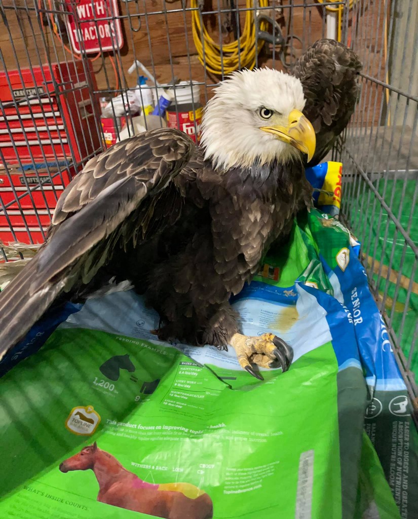(Source: Watkins Wildlife Rehab)