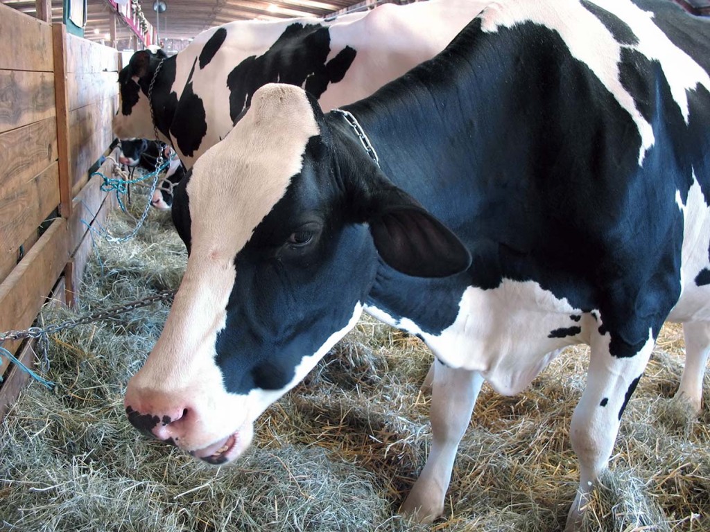 a closeup of a dairy cow eating hay in the barn chewing her cud (Source: Storyblocks)