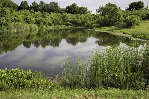 Missouri pond (Source: MDC)