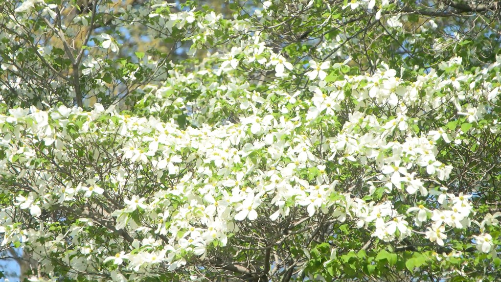 Dogwood Azalea Festival