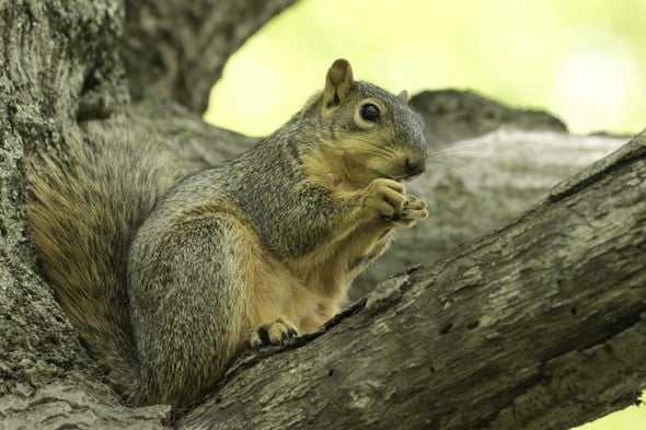 Hunt for fox squirrels (pictured) and grey squirrels May 28 through Feb. 15, 2023. (Source: MDC)