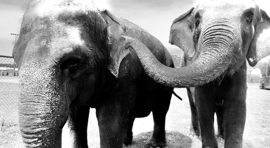 Elephants