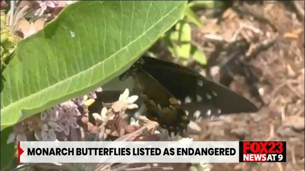 Monarch Butterflies Listed As Endangered