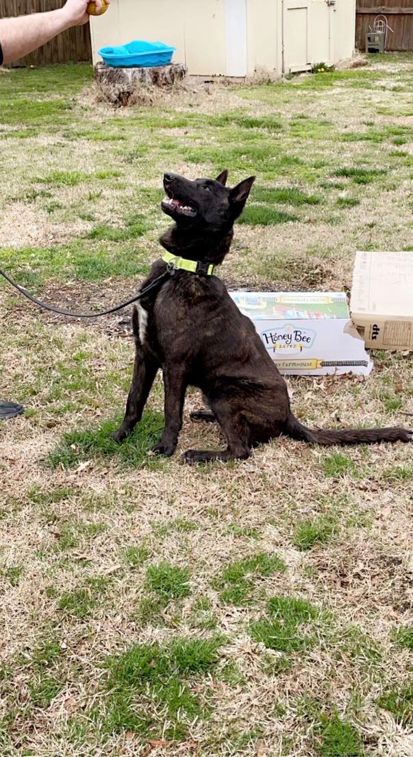 New Madrid County Sheriff's Department adds K9 KBSI Fox 23 Cape