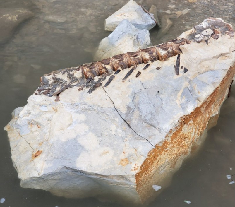 90 Million Year Old Fish (Source: Nebraska Game and Parks Commission)